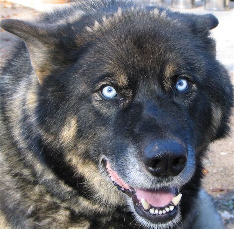 The search continues for 7-year-old Ullr, a border collie, rottweiler and wolf mix, who was lost during a deadly avalanche southwest of the town of Marble in Colorado two weeks ago. . Rottweiler wolf mix